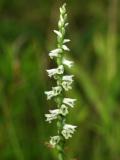 Spiranthes lacera var. gracilis