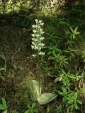 Platanthera orbiculata - Woodridge Bog