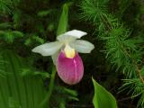 Cypripedium reginae - Woodridge Bog