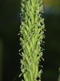 Platanthera huronensis closeup