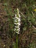 Platanthera dilatata
