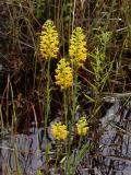 Platanthera cristata group (after heavy rain)