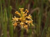 Platanthera ciliaris