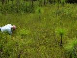 Bob Ferry shooting Platanthera ciliaris group