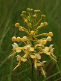 Platanthera Xlueri (formerly Xbicolor)