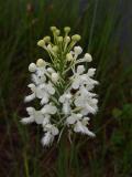 Platanthera blephariglottis var. conspicua - note heavy, fluffy fringe on lips
