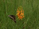 Dark colored Platanthera ciliaris with friend