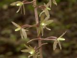 Tipularia discolor closeup