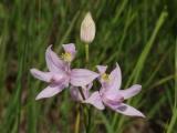 April - Calopogon oklahomensis