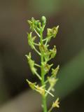 Malaxis spicata