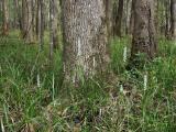 S. odorata in the swamp