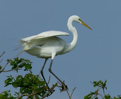 Tree Top Prancing
