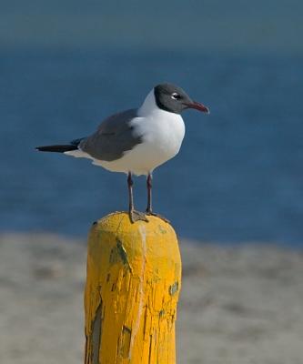 galveston_05