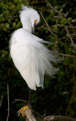 Preening Snowy (Re)