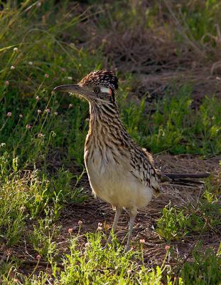 Roadrunner (II)