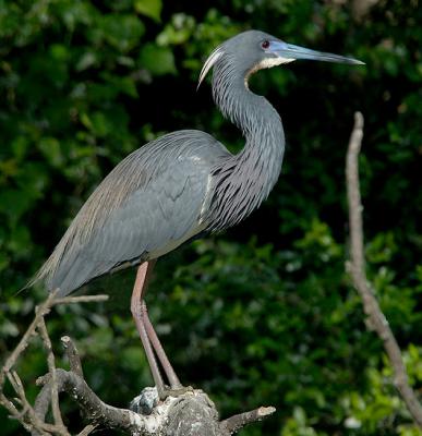 Tri-Color Profile