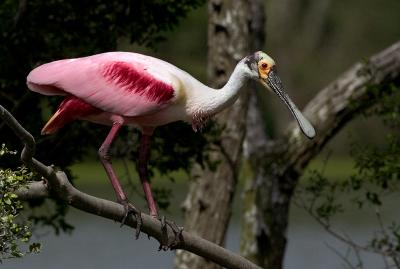 v3/95/16395/3/45758800.RoseateSpoonbillII.jpg