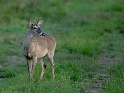 sotexasdeer_04