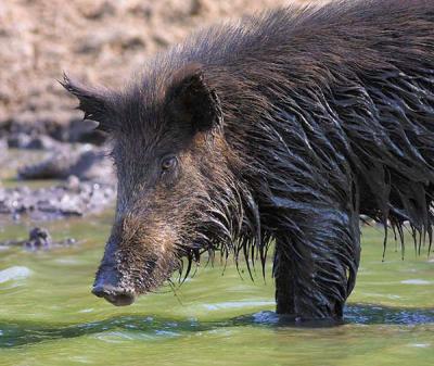 Mud Bath