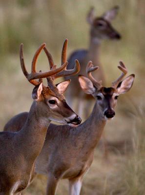 Doe-Re-Me