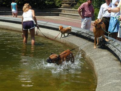 Splashing Dogs (7/3/05)
