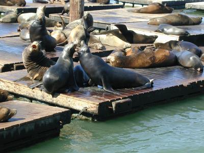 Sea Lion Fights (10/7/05)