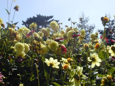 Conservatory of Flowers, Golden Gate Park (10/8/05)