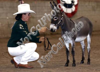 Class 4 NMDA Yearling Jacks