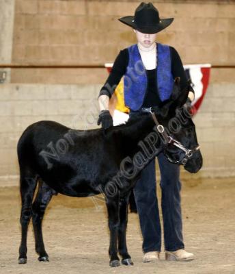  CLASS 6 NMDA Yearling Geldings