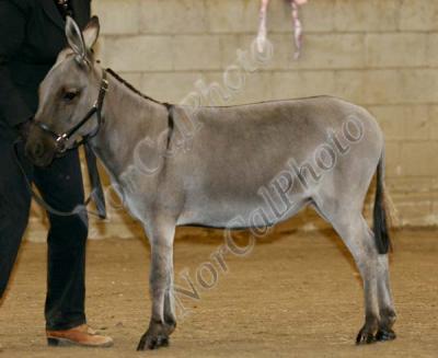 _MG_8339.jpg