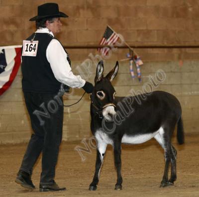  CLASS 8 NMDA Three and Four Year Old Jennets