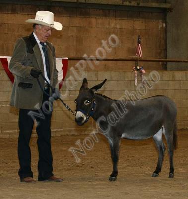  CLASS 9 NMDA Five Through Nine Year Old Jennets
