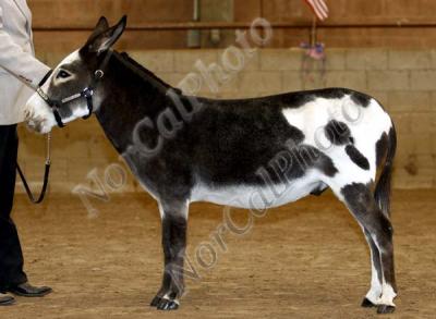 NMDA Class 12 Four to Nine Year Old Geldings