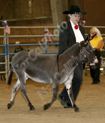 Class 13 NMDA Ten Year Old and Over Geldings
