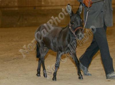 _MG_8435.jpg