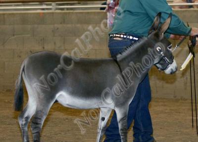 Class 21 NMDA Champion and Reserve Halter Jack