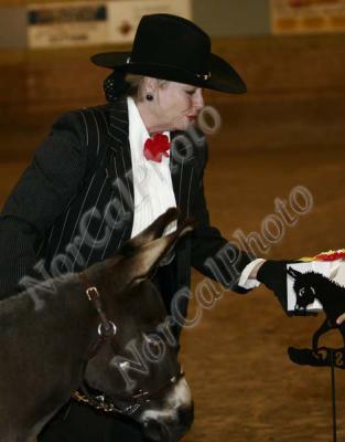 CLass 20 NMDA Champoin and Reserve Halter Gelding