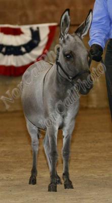 Class 23 NMDA Get of Sire