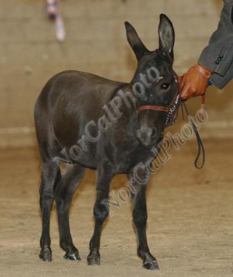 _MG_8545.jpg