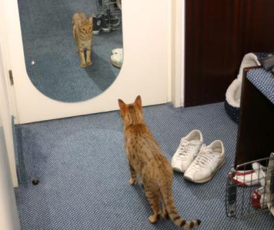 Denna spegeln var mäkta rolig i början, katterna visste att det var dom själva i spegeln men det var ändå läskigt :)