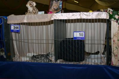 Här är baksidan av buren där utställarna kan titta på katterna. De har alltså bara skynke på sidorna egentligen.