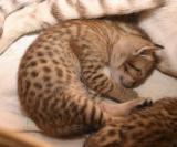 Kitten from S*Milwaukee's, OCI n24