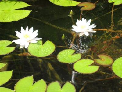 water lillies in the fish pond out front