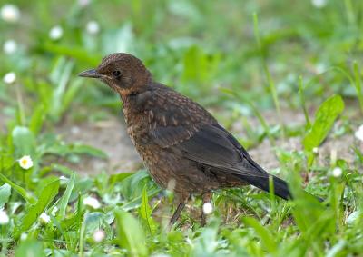 Blackbird - juv (Turdus merula)