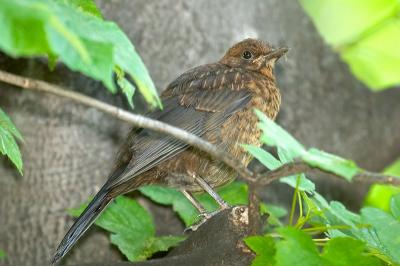 Blackbird - juv (Turdus merula)