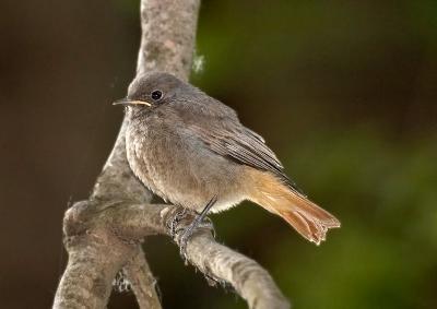 Black Redstart - juv (Phoenicurus ochruros)