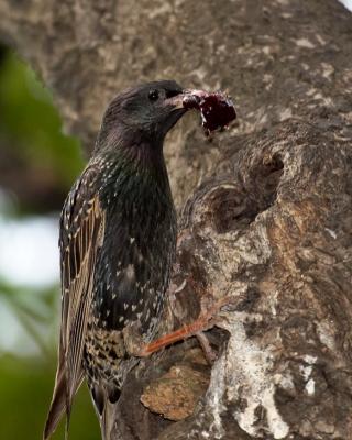 Starling