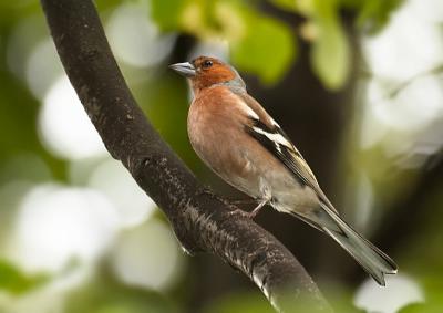 Chaffinch