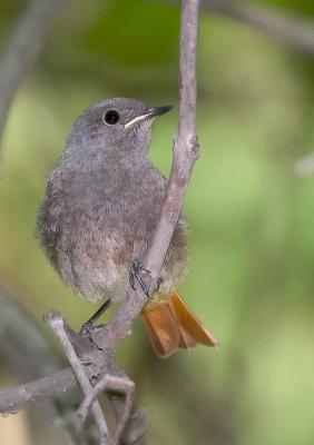 Black Redstart - juv