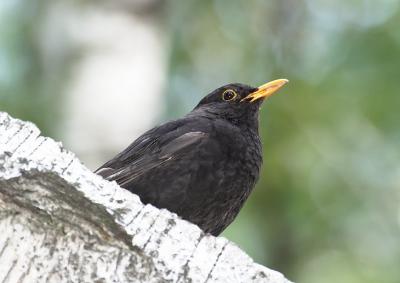 Blackbird